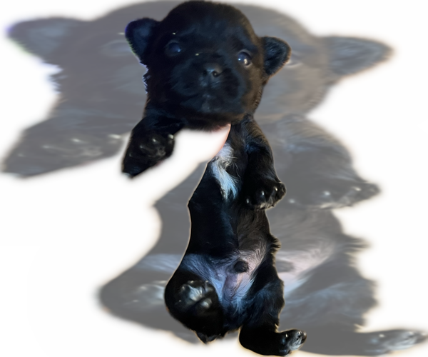 Medium Photo #34 Yorkshire Terrier Puppy For Sale in HAYWARD, CA, USA