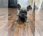Small Photo #2 French Bulldog Puppy For Sale in BAYTOWN, TX, USA