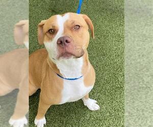 Labrador Retriever-Unknown Mix Dogs for adoption in Fayetteville, NC, USA