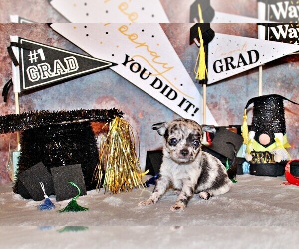 Medium Photo #12 Chihuahua Puppy For Sale in CHARLESTON, AR, USA