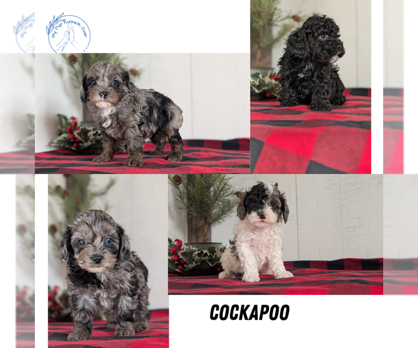 Medium Photo #1 Cockapoo (Miniature) Puppy For Sale in GOSHEN, IN, USA