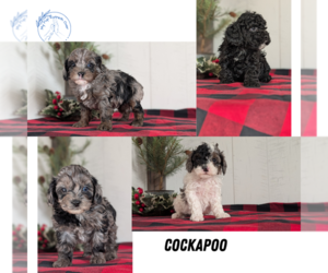 Cockapoo (Miniature) Litter for sale in GOSHEN, IN, USA