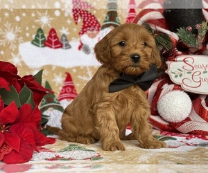 Bichpoo-Cavalier King Charles Spaniel Mix Puppy for sale in LANCASTER, PA, USA