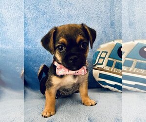 Brussels Griffon Dogs for adoption in Menifee, CA, USA