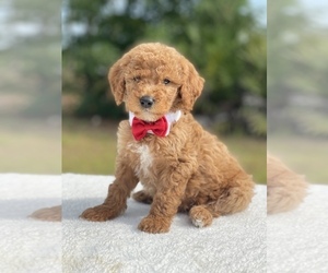 Goldendoodle Puppy for sale in FROSTPROOF, FL, USA
