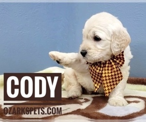 Goldendoodle Puppy for sale in CEDAR GAP, MO, USA