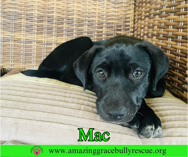 Medium Photo #4 Labrador Retriever-Unknown Mix Puppy For Sale in Milton, FL, USA