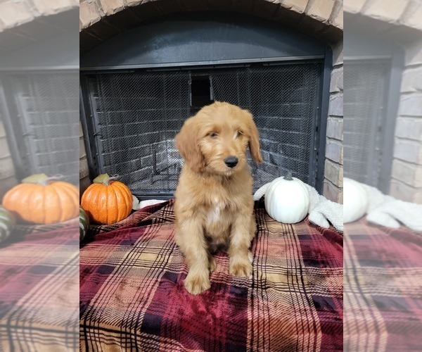 Medium Photo #1 Goldendoodle Puppy For Sale in AZLE, TX, USA
