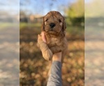 Small #4 Goldendoodle (Miniature)