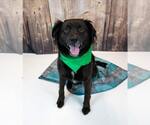 Small #1 Border Collie-Retriever  Mix