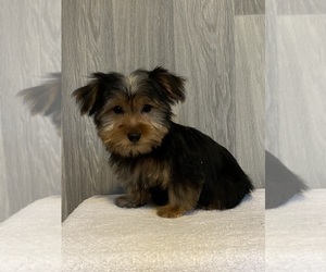 Yorkshire Terrier Puppy for sale in CANOGA, NY, USA
