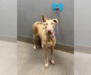 Doberman Pinscher-Unknown Mix Dogs for adoption in Las Vegas, NV, USA