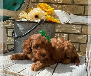 Goldendoodle Puppy for sale in FROSTPROOF, FL, USA