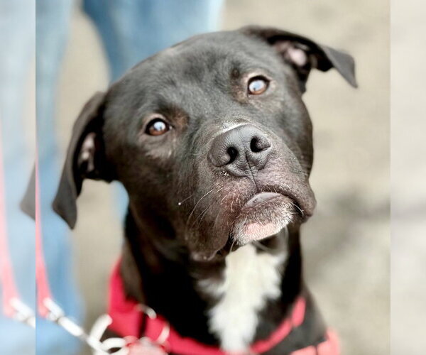 Medium Photo #1 Labrador Retriever-Unknown Mix Puppy For Sale in Canton, CT, USA