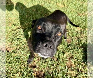 American Pit Bull Terrier Dogs for adoption in Studio City, CA, USA