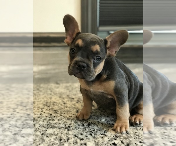 Medium Photo #5 French Bulldog Puppy For Sale in PEMBROKE, KY, USA