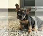 Small Photo #5 French Bulldog Puppy For Sale in PEMBROKE, KY, USA