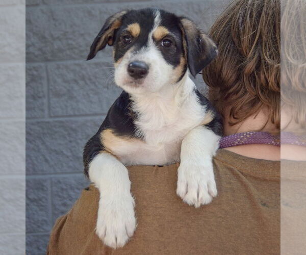 Medium Photo #5 Mutt Puppy For Sale in Huntley, IL, USA