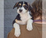 Small #4 Mutt