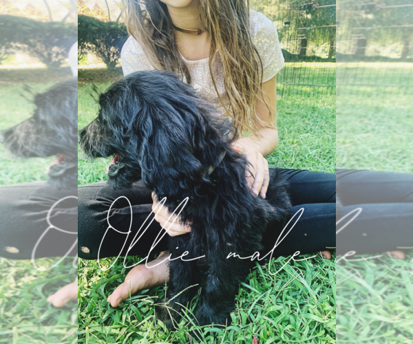 Medium Photo #5 Goldendoodle Puppy For Sale in FORT MILL, SC, USA