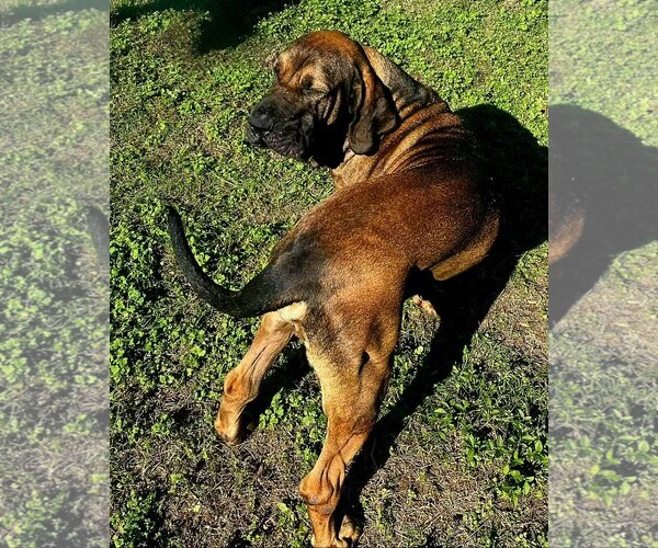 Medium Photo #4 Brazilian Mastiff Puppy For Sale in Jasper, AL, USA