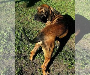 Oro - Male Brazilian Mastiff Dog for Adoption - Photo #4