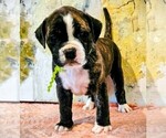 Small Photo #2 Alapaha Blue Blood Bulldog Puppy For Sale in SHELOCTA, PA, USA