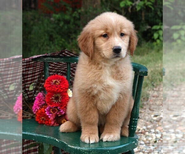 Medium Photo #2 Golden Retriever Puppy For Sale in JONES, MI, USA