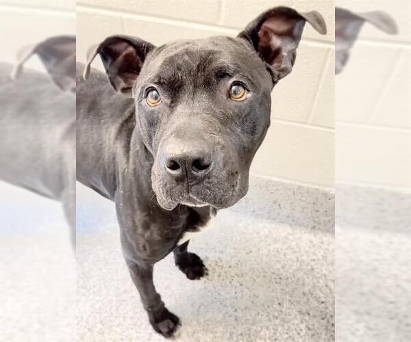 Medium Photo #2 Labrador Retriever-Unknown Mix Puppy For Sale in Houston, TX, USA