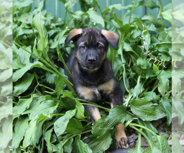 Medium Photo #4 Mutt Puppy For Sale in Minneapolis, MN, USA