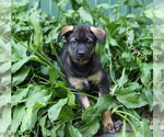 Small #3 Mutt