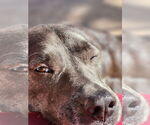 Small #23 Blue Lacy Mix