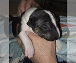 Small #6 Bull Terrier