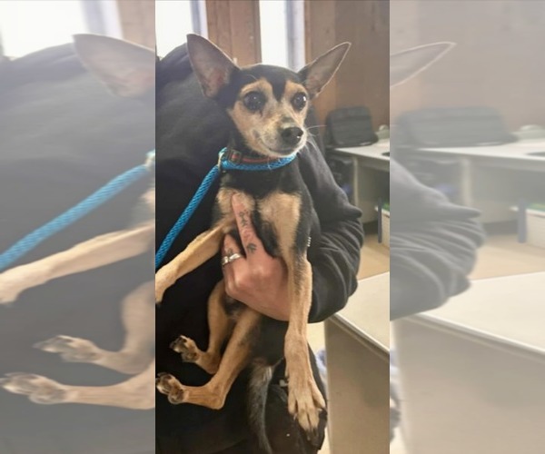 Medium Photo #4 Chihuahua-Unknown Mix Puppy For Sale in Farmington, MN, USA