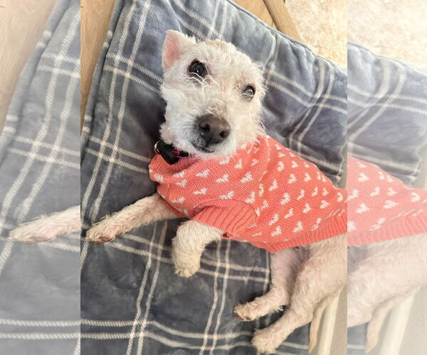 Medium Photo #3 Poodle (Miniature)-Unknown Mix Puppy For Sale in Newport Beach, CA, USA