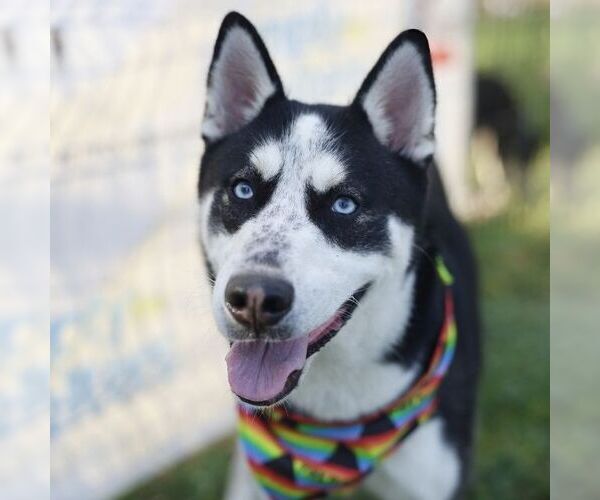 Medium Photo #2 Siberian Husky-Unknown Mix Puppy For Sale in San Antonio, TX, USA