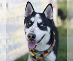 Small Photo #2 Siberian Husky-Unknown Mix Puppy For Sale in San Antonio, TX, USA