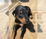 Small Photo #7 Doberman Pinscher Puppy For Sale in MIDLAND, GA, USA