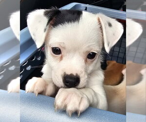 Chihuahua-Unknown Mix Dogs for adoption in Olalla, WA, USA
