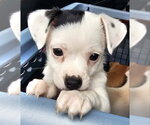 Small Chihuahua Mix