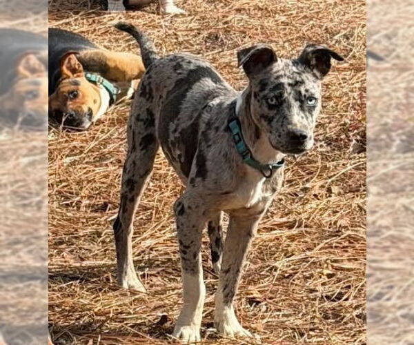 Medium Photo #2 Catahoula Leopard Dog-Unknown Mix Puppy For Sale in Canton, CT, USA