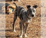 Small #1 Catahoula Leopard Dog Mix