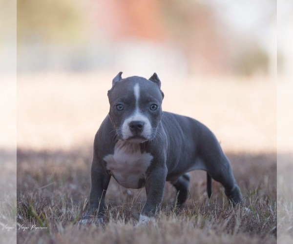 Medium Photo #6 American Bully Puppy For Sale in BAKERSFIELD, CA, USA
