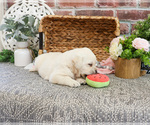 Small #1 Labrador Retriever