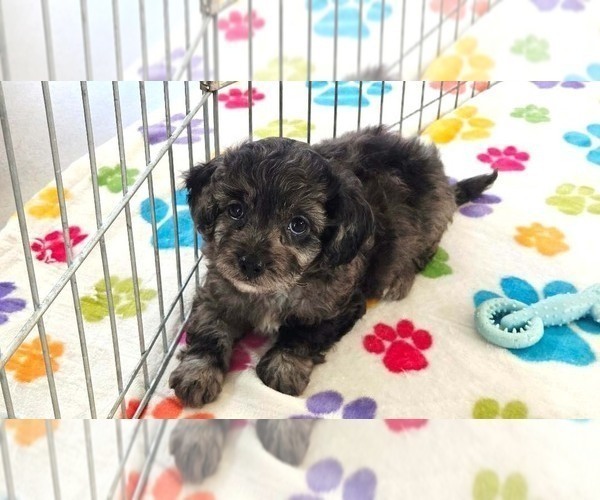 Medium Photo #5 Cavapoo (Miniature)-Poodle (Toy) Mix Puppy For Sale in ORO VALLEY, AZ, USA