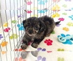 Justin - Male Cavapoo (Miniature)-Poodle (Toy) Mix Puppy for Sale - Photo #5