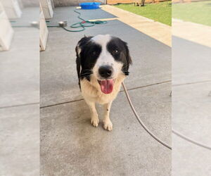 Border Collie Dogs for adoption in Fremont, CA, USA