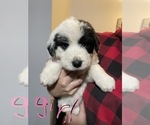Puppy 1 Great Pyrenees-Maremma Sheepdog Mix