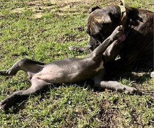 Cane Corso Puppy for sale in MONTGOMERY, AL, USA