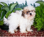 Puppy Brad Shih Tzu